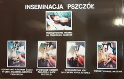 Pszczola -1.jpg